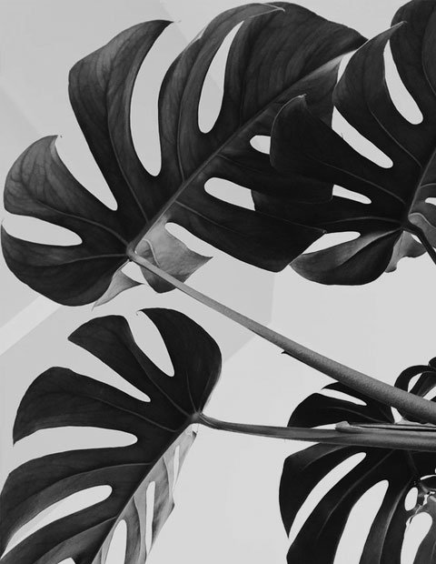 BLACK AND WHITE IMAGE OF FLOWRAL PLANT IN THE ORPORATE OFFICE